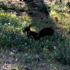 Lo scoiattolo del Parco