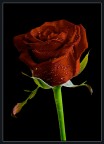 Una semplice rosa Una semplice rosa