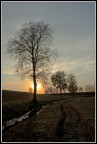 Luce tra i rami... Luce tra i rami...