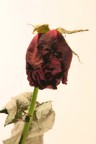 Rosa appassita Rosa appassita