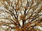 Rami di quercia secolare in autunno inoltrato Rami di quercia secolare in autunno inoltrato