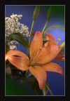 1 scatto canon 180 macro 1 scatto canon 180 macro