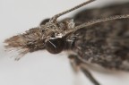 Testa di farfalletta notturna Testa di farfalletta notturna