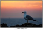Gabbiano Al Tramonto Gabbiano Al Tramonto