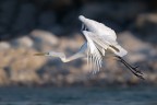 Involo(Airone Bianco) Involo(Airone Bianco)