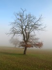 Albero avvolto dalla nebbia con sole