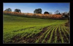 Verde nuovo.... Verde nuovo....