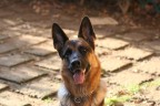 Il mio cane.. Il mio cane..