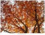 ...Autunno... ...Autunno...
