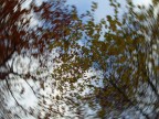 Vortice di foglie