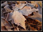 Foglie d'autunno Foglie d'autunno