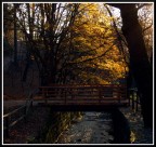 L'albero d'oro