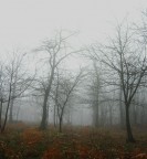 Strano, vagare nella nebbia!
E� solo ogni cespuglio ed ogni pietra,
n� gli alberi si scorgono tra loro,
ognuno � solo.

                            -Herman Hesse-