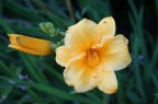 fiore fiore