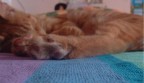 purrings purrings