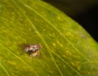Mosca da riporto Mosca da riporto