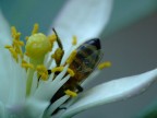 MacroApe MacroApe