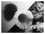 black and white black and white
