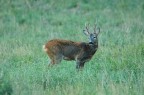 Solitario Solitario