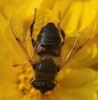 Eritalis tenax Eritalis tenax