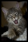 Che Sonno... Che Sonno...