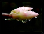 Drops Drops