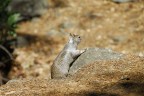 Yosemite Scrat Yosemite Scrat