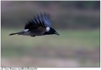 panning panning