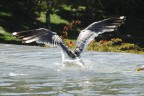 San Francisco Gull San Francisco Gull