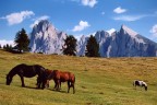 Cavalli all'Alpe di Siusi, originale Cavalli all'Alpe di Siusi, originale