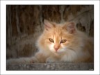 Gatto Gatto
