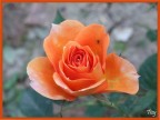 Fiore Fiore