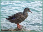L' acqua è fredda L' acqua è fredda