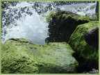 Acqua Acqua