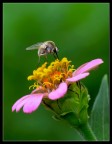 Bombylius Bombylius