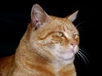Mi sento una Tigre Stamattina.... Mi sento una Tigre Stamattina....