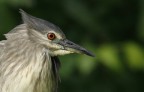 Renzo-Nitticora immatura ritratto Renzo-Nitticora immatura ritratto