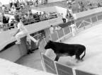 Corrida Camarguese Corrida Camarguese