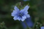 Blu nel Bosco Blu nel Bosco