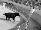 corrida4 corrida4