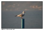 gabbiano a iseo gabbiano a iseo