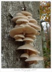 Funghi rampicanti Funghi rampicanti