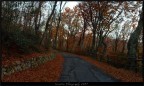 Una passeggiata nel bosco Una passeggiata nel bosco