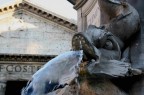 Fontana di piazza della rotonda Fontana di piazza della rotonda