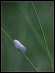 Metcalfa pruinosa Metcalfa pruinosa