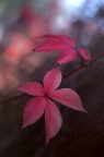 Autunnale II Autunnale II