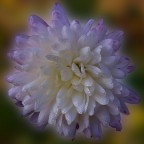 PETALI PETALI