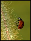 Coccinella Coccinella