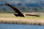 falco di palude falco di palude
