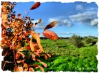 Foglia autunnale Foglia autunnale